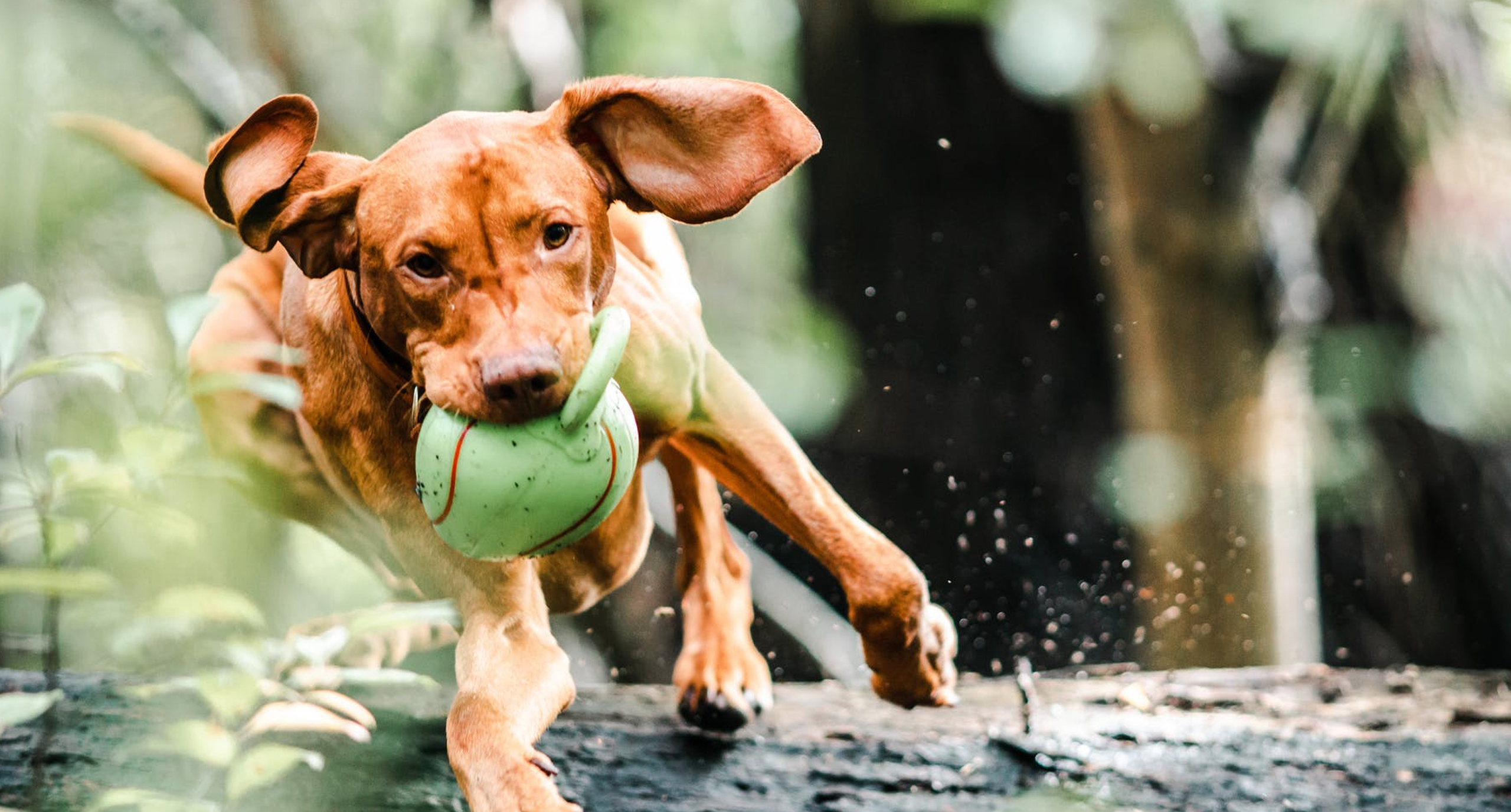 Claiming A Dog Bite Injury - Franco Law Firm | Personal Injury Law